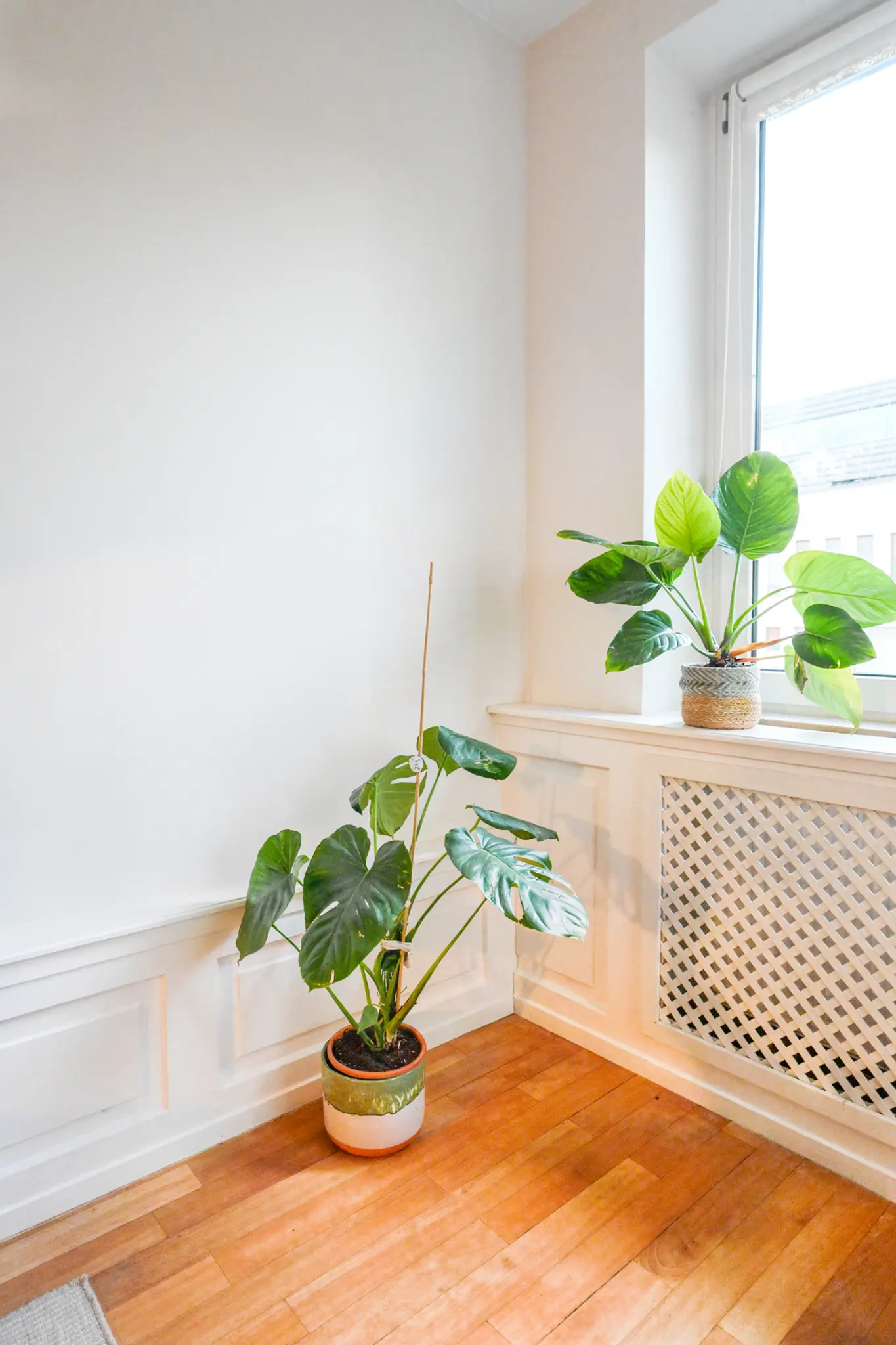 Living-room window with plants and warm wooden floor